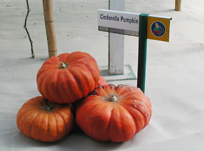 ../images/13_cinderella_pumpkins.jpg