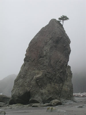 ../images/59_rialto_beach_rock.jpg