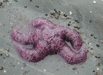 ../images/62_purple_starfish.jpg