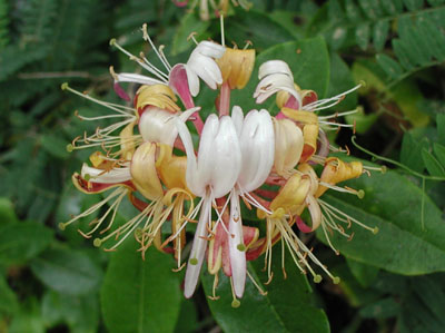 ../images/64_honeysuckle.jpg