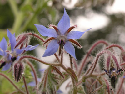 ../images/11_borage.jpg