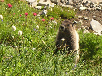 ../images/46_hoary_marmot.jpg