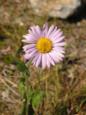 ../images/61_alpine_aster.jpg