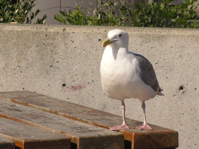 ../images/73_seagull.jpg