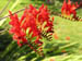 18_crocosmia