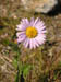 61_alpine_aster