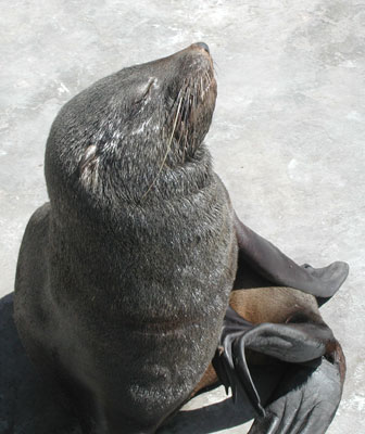 ../images/01_waterfront_seal.jpg