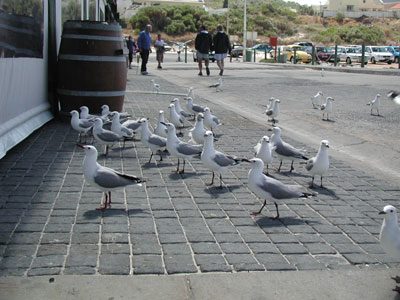 ../images/02_seagulls_hout_bay.jpg