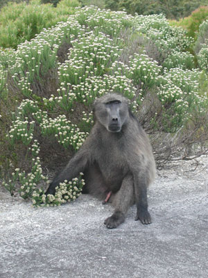 ../images/03_chacma_baboon.jpg