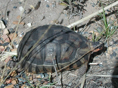 ../images/04_rescued_tortoise.jpg