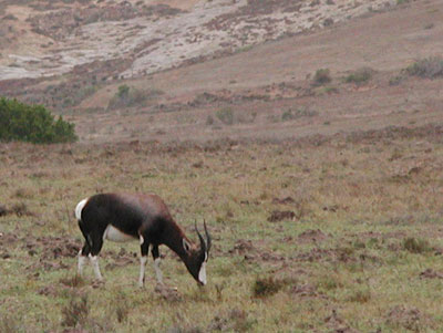 ../images/08_bontebok.jpg