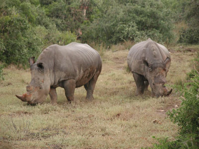 ../images/09_white_rhinos.jpg