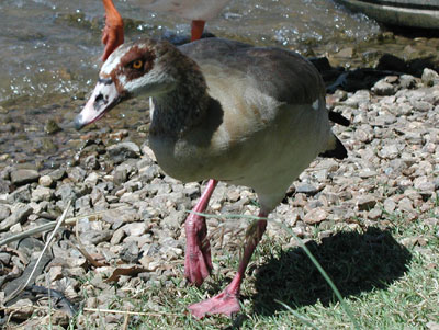 ../images/15_egyptian_goose.jpg