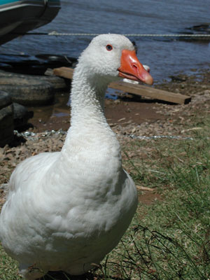 ../images/16_white_goose.jpg