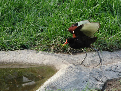 ../images/21_wattled_jacana.jpg