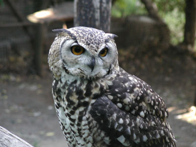 ../images/25_eagle_owl.jpg