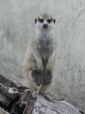 ../images/27_meercat.jpg