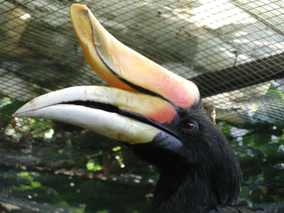 ../images/28_rhinoceros_hornbill.jpg