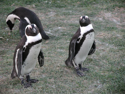 ../images/31_african_penguins.jpg