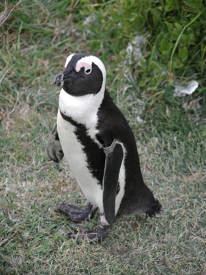 ../images/32_african_penguin.jpg