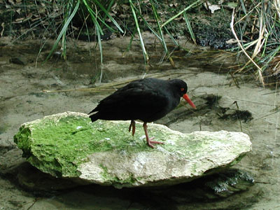 ../images/33_oystercatcher.jpg