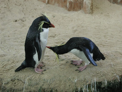 ../images/34_rockhopper_penguins.jpg