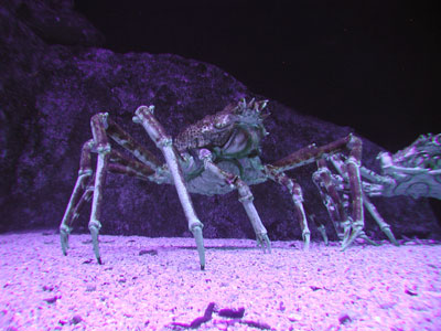 ../images/36_giant_crab.jpg