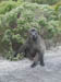 03_chacma_baboon