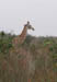 09_giraffe