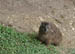 13_dassie