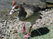 16_egyptian_goose