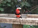 23_bearded_barbet