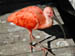 25_scarlet_ibis