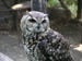 26_eagle_owl