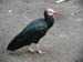 27_bald_ibis