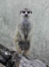 28_meercat