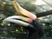 29_rhinoceros_hornbill