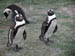 32_african_penguins