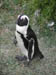 33_african_penguin