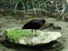 33_oystercatcher