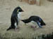 34_rockhopper_penguins