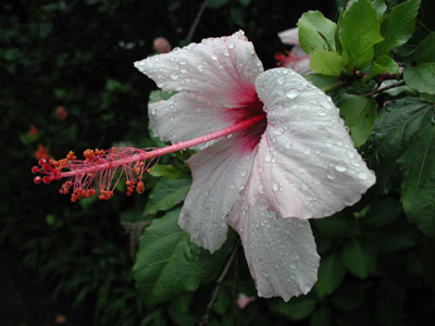 ../images/07_brenton_hibiscus.jpg