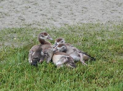 ../images/09_goslings.jpg