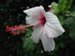 07_brenton_hibiscus