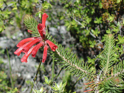 ../images/06_red_erica.jpg