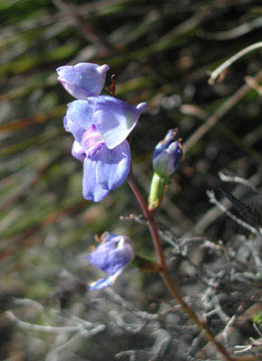 ../images/08_table_mtn_fynbos.jpg