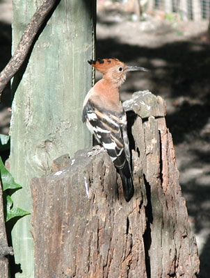 ../images/15_hoopoe.jpg