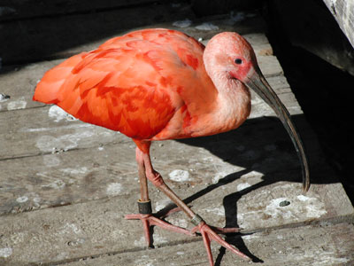 ../images/16_scarlet_ibis.jpg