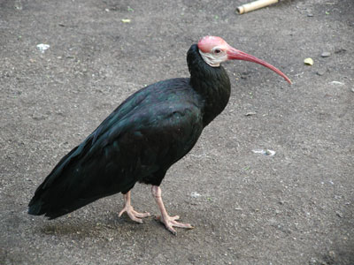 ../images/18_bald_ibis.jpg