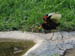 13_wattled_jacana